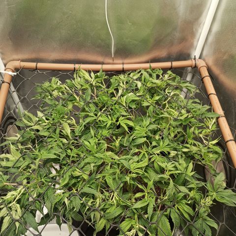 Lemon Haze growlog timeline photo
