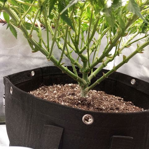 Lemon Haze growlog timeline photo