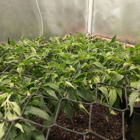 Lemon Haze growlog timeline photo