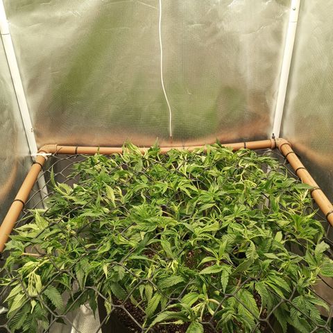 Lemon Haze growlog timeline photo