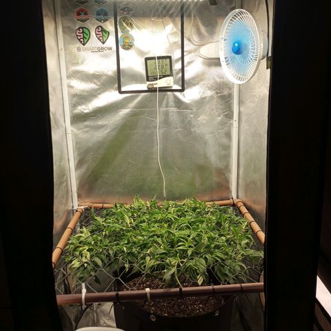 Lemon Haze growlog timeline photo
