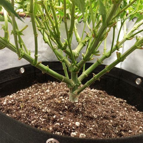 Lemon Haze growlog timeline photo