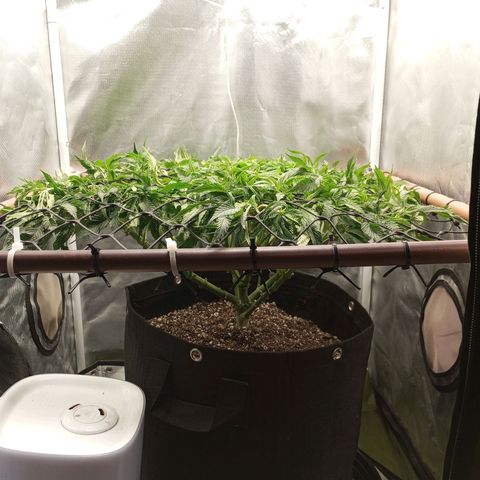 Lemon Haze growlog timeline photo