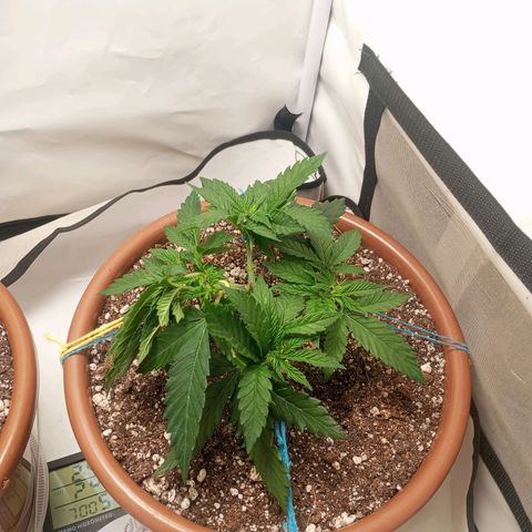 Critical +2 XXL Auto growlog timeline photo