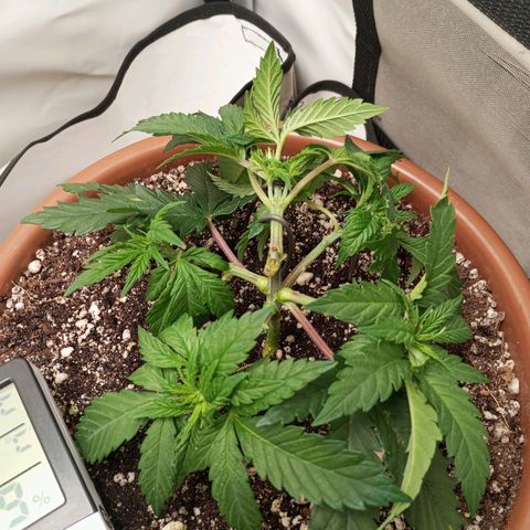 Critical +2 XXL Auto growlog timeline photo
