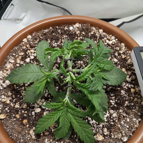 Critical +2 XXL Auto growlog timeline photo