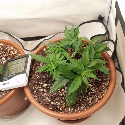 Critical +2 XXL Auto growlog timeline photo