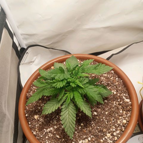 Critical +2 XXL Auto growlog timeline photo
