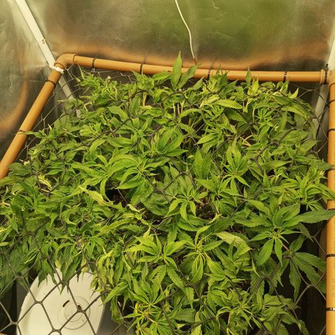 Lemon Haze growlog timeline photo