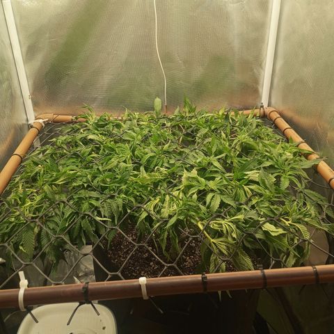 Lemon Haze growlog timeline photo