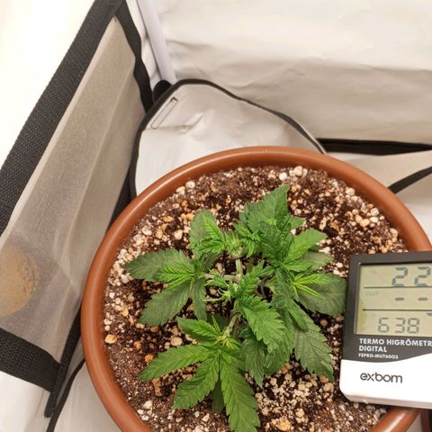 Critical +2 XXL Auto growlog timeline photo