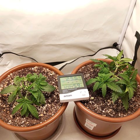 Critical +2 XXL Auto growlog timeline photo