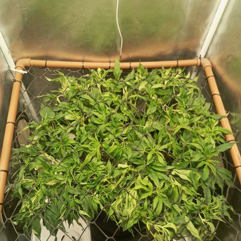 Lemon Haze growlog timeline photo