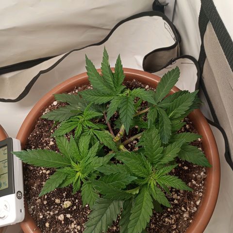 Critical +2 XXL Auto growlog timeline photo