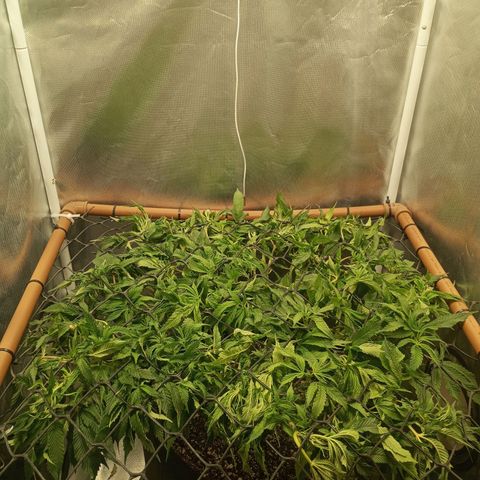 Lemon Haze growlog timeline photo