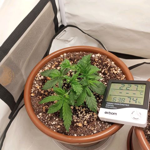 Critical +2 XXL Auto growlog timeline photo