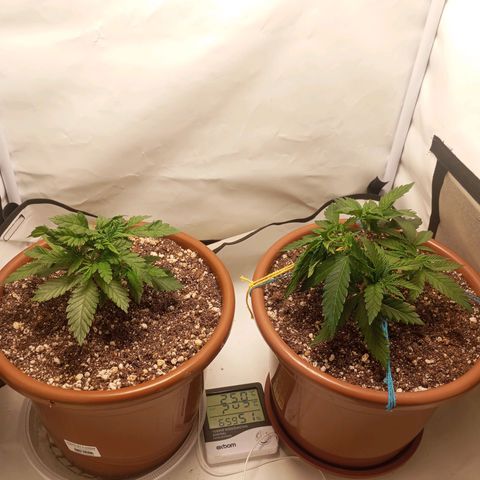 Critical +2 XXL Auto growlog timeline photo