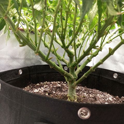 Lemon Haze growlog timeline photo