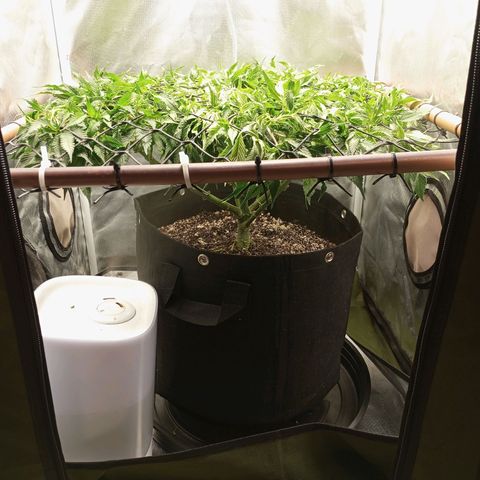 Lemon Haze growlog timeline photo
