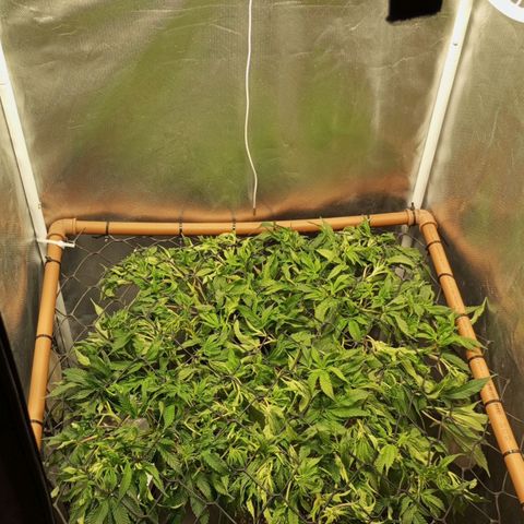 Lemon Haze growlog timeline photo