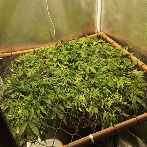 Lemon Haze growlog timeline photo
