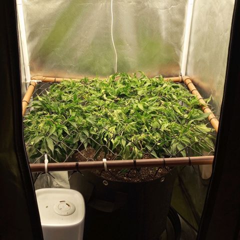 Lemon Haze growlog timeline photo