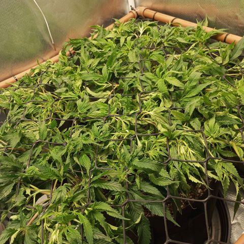 Lemon Haze growlog timeline photo