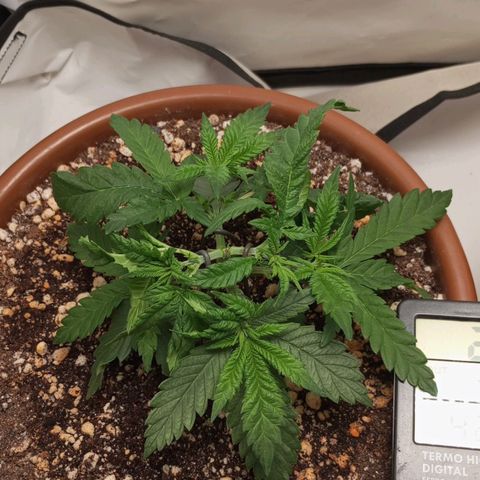 Critical +2 XXL Auto growlog timeline photo