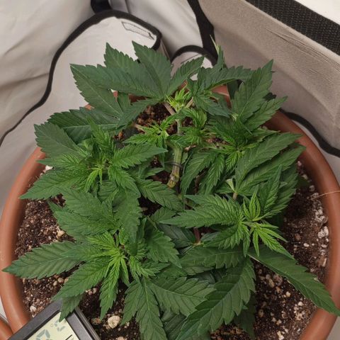 Critical +2 XXL Auto growlog timeline photo