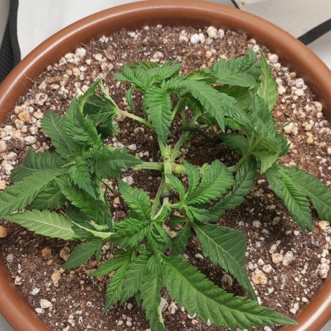 Critical +2 XXL Auto growlog timeline photo