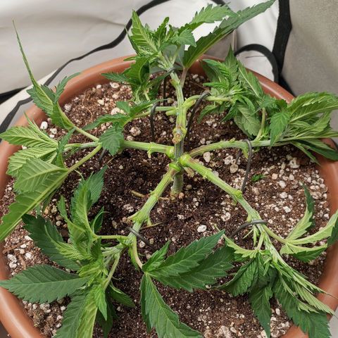 Critical +2 XXL Auto growlog timeline photo