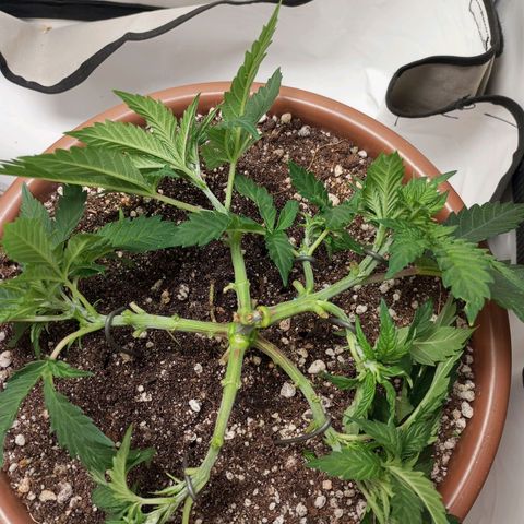 Critical +2 XXL Auto growlog timeline photo