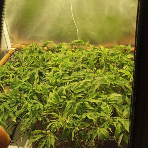 Lemon Haze growlog timeline photo
