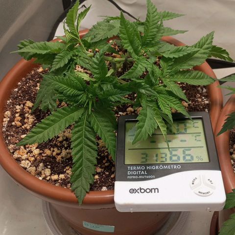 Critical +2 XXL Auto growlog timeline photo