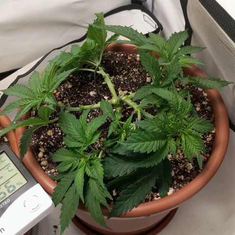 Critical +2 XXL Auto growlog timeline photo