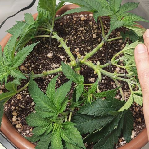 Critical +2 XXL Auto growlog timeline photo