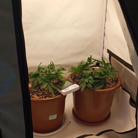 Critical +2 XXL Auto growlog timeline photo