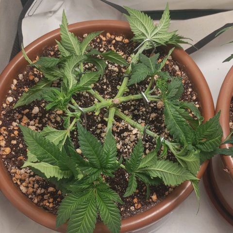 Critical +2 XXL Auto growlog timeline photo