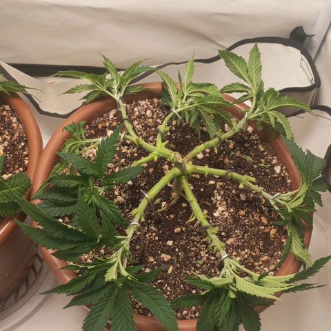 Critical +2 XXL Auto growlog timeline photo