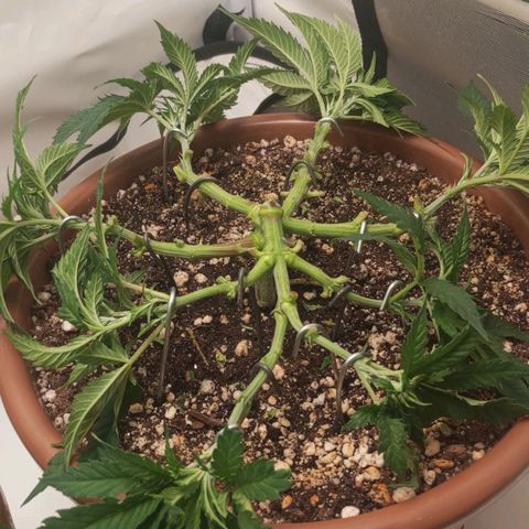 Critical +2 XXL Auto growlog timeline photo