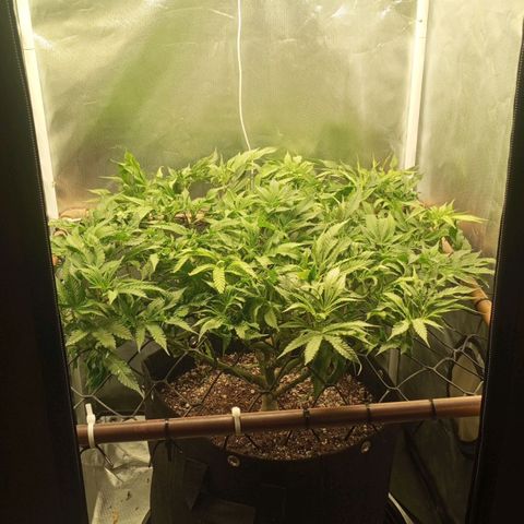 Lemon Haze growlog timeline photo
