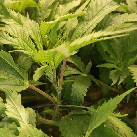Lemon Haze growlog timeline photo