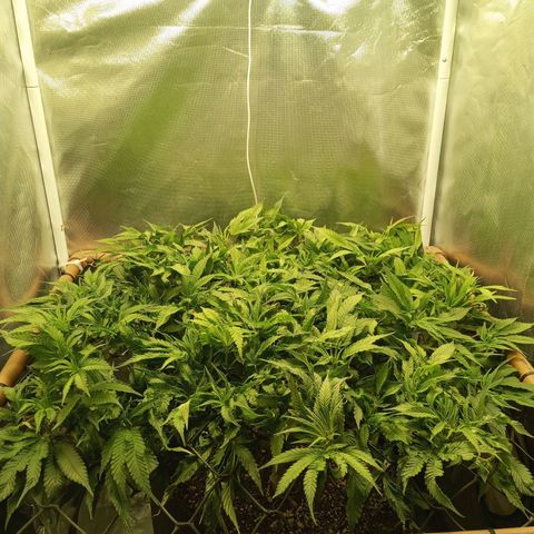Lemon Haze growlog timeline photo