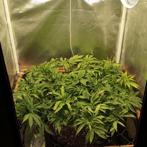 Lemon Haze growlog timeline photo