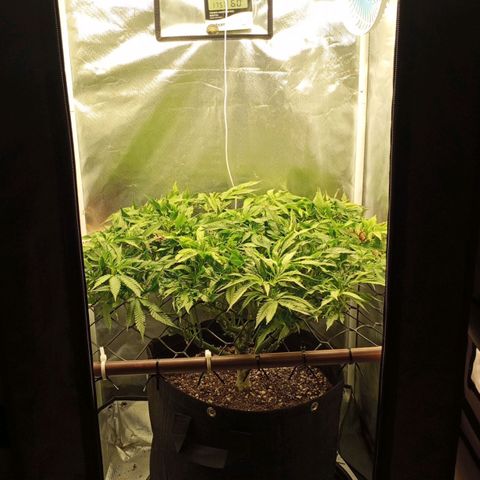 Lemon Haze growlog timeline photo