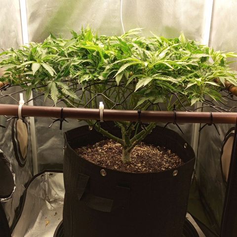 Lemon Haze growlog timeline photo