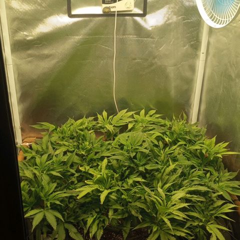 Lemon Haze growlog timeline photo