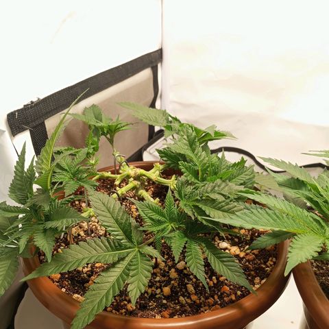 Critical +2 XXL Auto growlog timeline photo