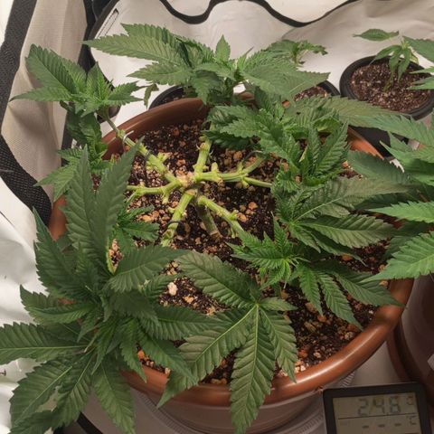 Critical +2 XXL Auto growlog timeline photo