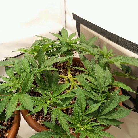 Critical +2 XXL Auto growlog timeline photo